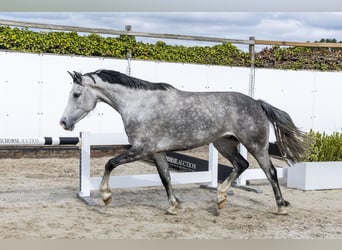 Holstein, Mare, 6 years, 15.2 hh, Grey