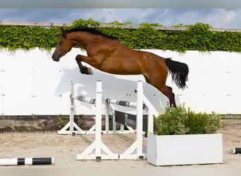 Holstein, Mare, 6 years, 15,2 hh, Brown