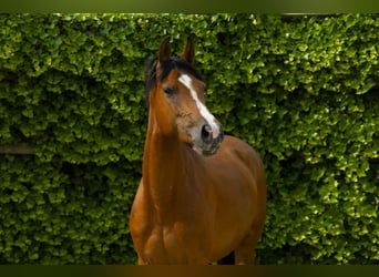 Holstein, Mare, 6 years, 15,2 hh, Brown