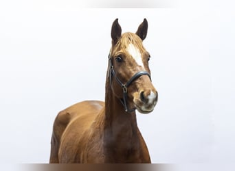 Holstein, Mare, 6 years, 15,2 hh, Chestnut-Red