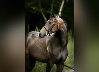 Holstein, Mare, 6 years, 15,2 hh, Grey-Dapple