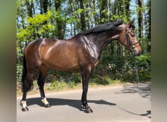Holstein, Mare, 6 years, 16.1 hh, Bay-Dark