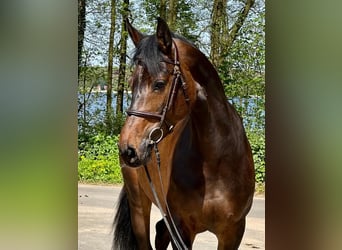 Holstein, Mare, 6 years, 16.1 hh, Bay-Dark