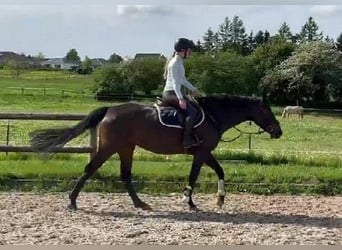 Holstein, Mare, 6 years, 16.1 hh, Bay-Dark