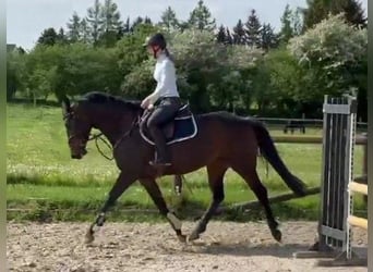 Holstein, Mare, 6 years, 16.1 hh, Bay-Dark