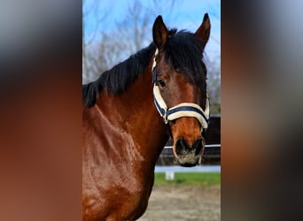 Holstein, Mare, 6 years, 16,1 hh, Brown