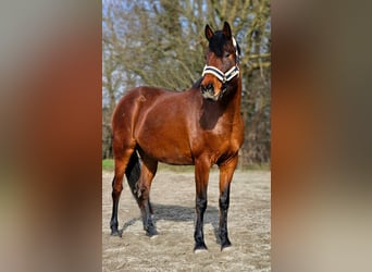 Holstein, Mare, 6 years, 16,1 hh, Brown