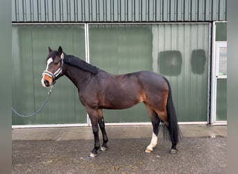 Holstein, Mare, 6 years, 16.1 hh, Brown