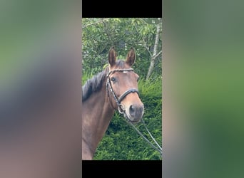 Holstein, Mare, 6 years, 16,1 hh, Brown