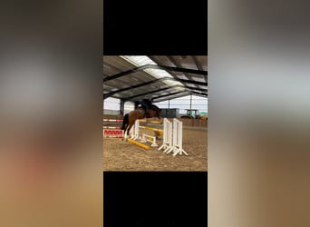 Holstein, Mare, 6 years, 16,1 hh, Brown