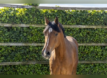 Holstein, Mare, 6 years, 16.1 hh, Brown