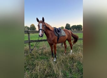 Holstein, Mare, 6 years, 16.1 hh, Chestnut-Red
