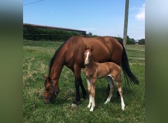 Holstein, Mare, 6 years, 16,1 hh, Chestnut