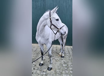 Holstein, Mare, 6 years, 16,1 hh, Gray