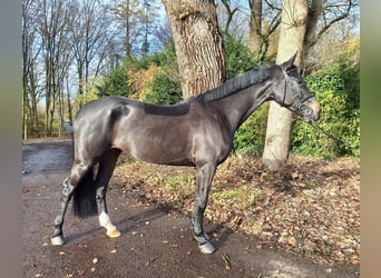 Holstein, Mare, 6 years, 16.1 hh, Smoky-Black