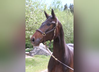 Holstein, Mare, 6 years, 16.1 hh, Smoky-Black