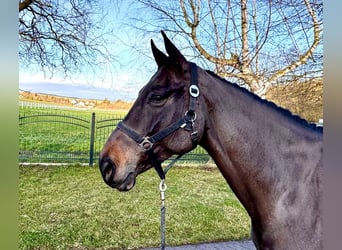 Holstein, Mare, 6 years, 16,1 hh, Smoky-Black