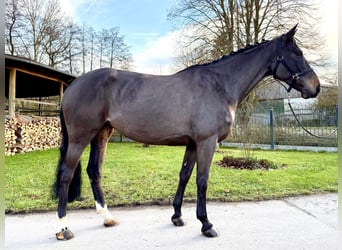 Holstein, Mare, 6 years, 16,1 hh, Smoky-Black