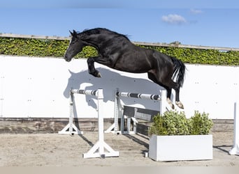 Holstein, Mare, 6 years, 16.1 hh, Smoky-Black