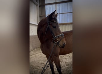 Holstein, Mare, 6 years, 16.2 hh, Bay-Dark