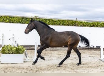 Holstein, Mare, 6 years, 16.2 hh, Bay-Dark