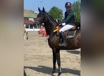 Holstein, Mare, 6 years, 16,2 hh, Black