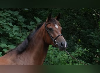 Holstein, Mare, 6 years, 16.2 hh, Brown