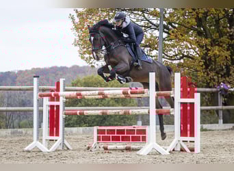 Holstein, Mare, 6 years, 16.2 hh, Brown