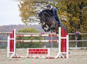 Holstein, Mare, 6 years, 16.2 hh, Brown
