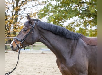 Holstein, Mare, 6 years, 16.2 hh, Brown