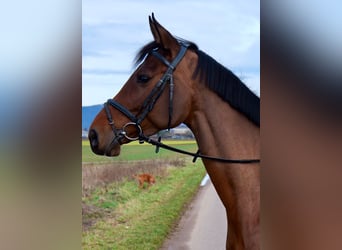 Holstein, Mare, 6 years, 16,2 hh, Brown