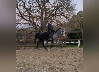 Holstein, Mare, 6 years, 16,2 hh, Gray