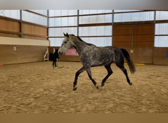 Holstein, Mare, 6 years, 16,2 hh, Gray