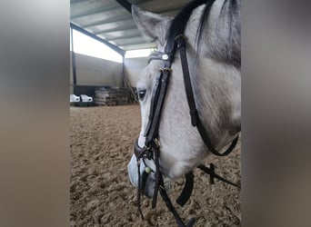 Holstein, Mare, 6 years, 16.2 hh, Grey-Dapple