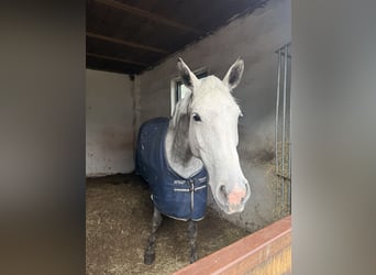 Holstein, Mare, 6 years, 16.2 hh, Grey-Dapple