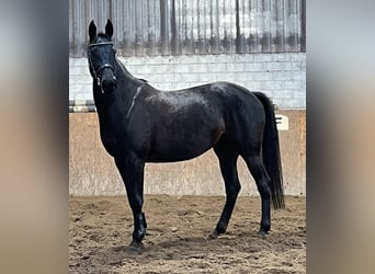 Holstein, Mare, 6 years, 16,2 hh, Smoky-Black