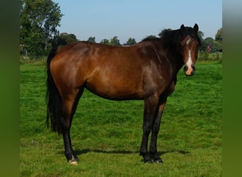 Holstein, Mare, 6 years, 16.3 hh, Brown