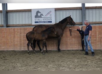 Holstein, Mare, 6 years, 16.3 hh, Brown