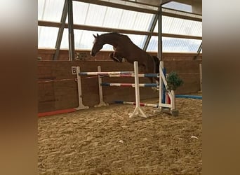 Holstein, Mare, 6 years, 16,3 hh, Chestnut