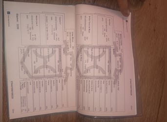 Holstein, Mare, 6 years, 16 hh, Brown