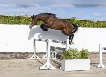Holstein, Mare, 6 years, 16 hh, Brown