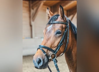 Holstein, Mare, 6 years, 16 hh, Brown