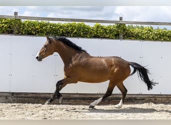 Holstein, Mare, 6 years, 16 hh, Brown