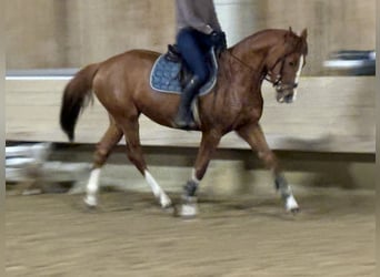 Holstein, Mare, 6 years, 16 hh, Chestnut-Red