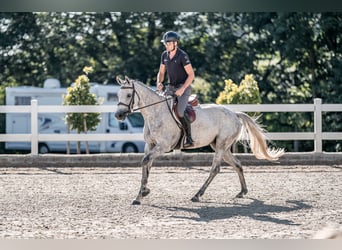 Holstein, Mare, 6 years, 16 hh, Grey