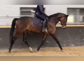 Holstein, Mare, 6 years, 16,1 hh, Bay-Dark