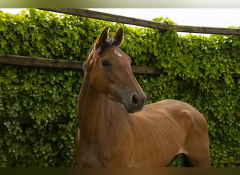 Holstein, Mare, 6 years, 16,1 hh, Bay-Dark