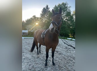 Holstein, Mare, 6 years, 16,1 hh, Brown