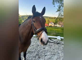 Holstein, Mare, 6 years, 16,1 hh, Brown
