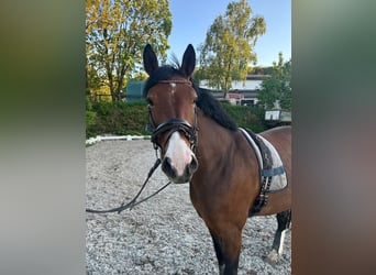 Holstein, Mare, 6 years, 16,1 hh, Brown